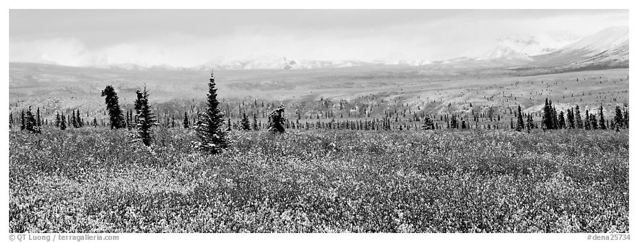 Tundra scenery with early fresh snow. Denali National Park (black and white)