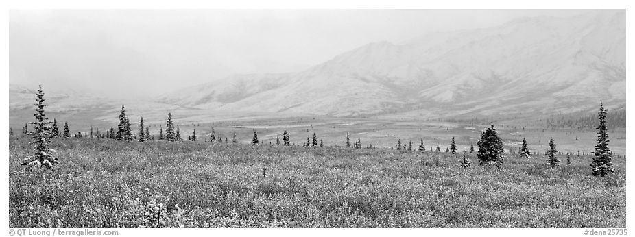 Misty mountain scenery with fresh snow on tundra. Denali  National Park (black and white)