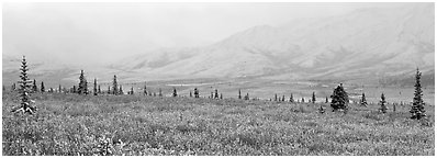 Misty mountain scenery with fresh snow on tundra. Denali  National Park (Panoramic black and white)