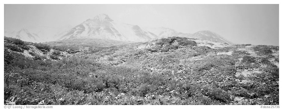 Misty mountain landscape with fresh now and autumn colors. Denali  National Park (black and white)