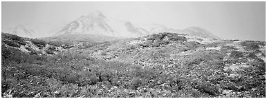 Misty mountain landscape with fresh now and autumn colors. Denali  National Park (Panoramic black and white)