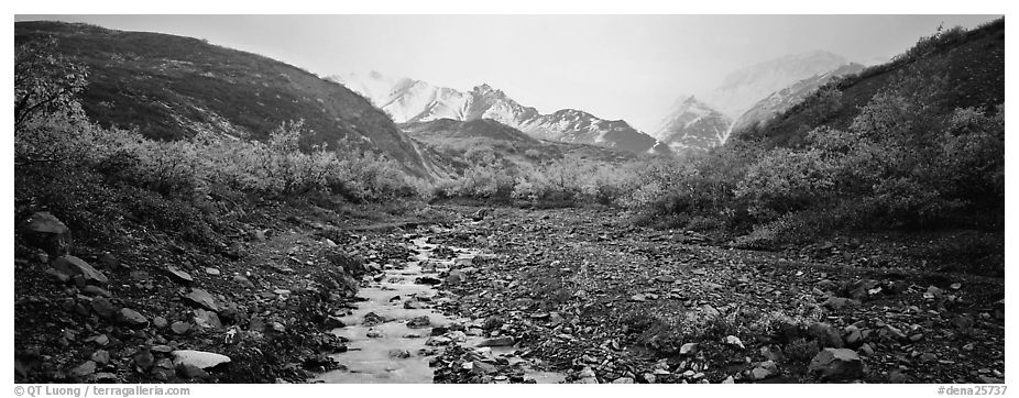 Rocky creek, trees, and snowy mountains in autumn. Denali National Park (black and white)