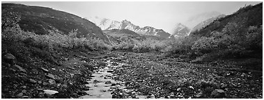 Rocky creek, trees, and snowy mountains in autumn. Denali  National Park (Panoramic black and white)