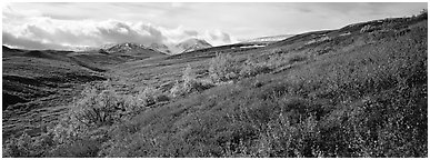 Northern mountain landscape in autumn. Denali National Park (Panoramic black and white)