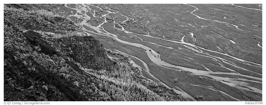 Wide braided river and aspens in autumn. Denali National Park (black and white)