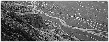 Wide braided river and aspens in autumn. Denali National Park (Panoramic black and white)