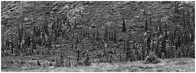 Autumn boreal forest and tundra on slope. Denali  National Park (Panoramic black and white)