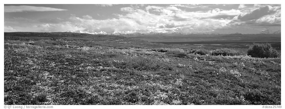 Carpet of berry plants in autumn with distant Alaska Range. Denali  National Park (black and white)