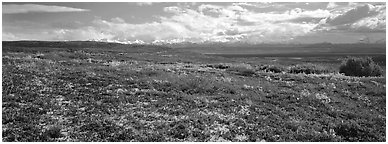 Carpet of berry plants in autumn with distant Alaska Range. Denali  National Park (Panoramic black and white)
