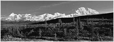 Tundra landscape with Mount McKinley. Denali  National Park (Panoramic black and white)