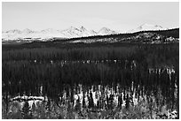 Bare forest in winter. Denali National Park, Alaska, USA. (black and white)