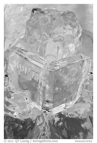 Ice sculpture of bear reading about humans. Denali National Park (black and white)