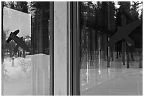 Forest with bare trees, Denali visitor center window reflexion. Denali National Park ( black and white)