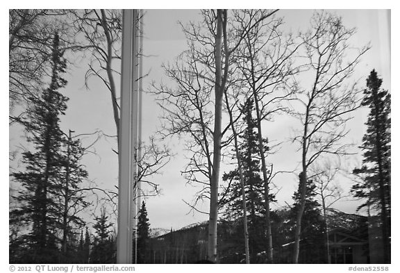 Trees and mountains in winter, Denali visitor center window reflexion. Denali National Park (black and white)