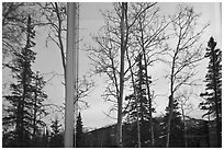 Trees and mountains in winter, Denali visitor center window reflexion. Denali National Park ( black and white)