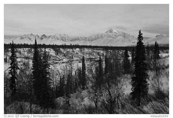 Alaska range and boreal forest in winter. Denali National Park (black and white)