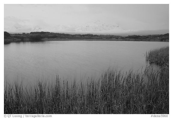 Mt McKinley in the fog from Reflection pond, dawn. Denali National Park (black and white)