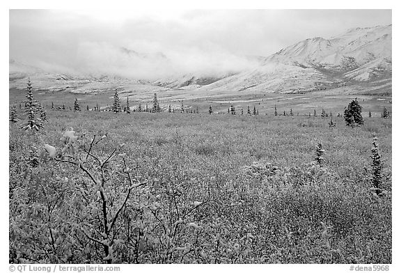 Fresh snow on berry plants near Savage River. Denali National Park (black and white)