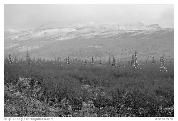Fog and fresh snow on tundra near Savage River. Denali National Park (black and white)