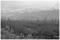 Fog and fresh snow on tundra near Savage River. Denali National Park ( black and white)