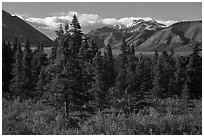 Autumn landscape with spruce trees and berry plants. Denali National Park ( black and white)