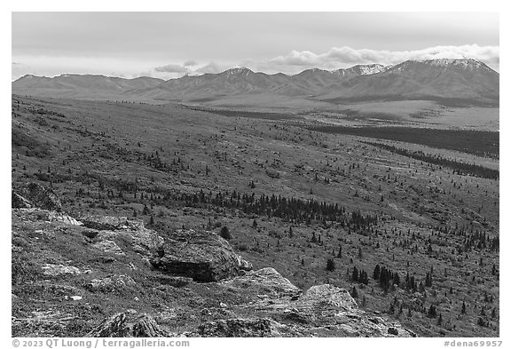 View from Savage Alpine Trail in autumn. Denali National Park (black and white)