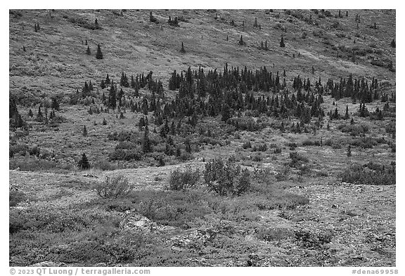 Rocks, berry plants, and spruce in autumn. Denali National Park (black and white)