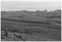 Visitor looking, from Savage Alpine Trail. Denali National Park ( black and white)