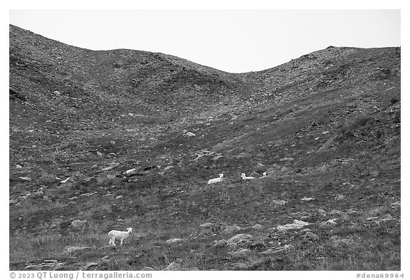 Dall sheep and ridge. Denali National Park (black and white)
