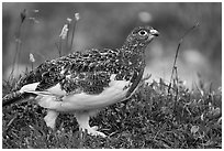 Ptarmigan bird. Denali National Park ( black and white)