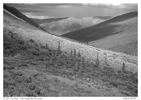 Arrigetch valley with caribou. Gates of the Arctic National Park (black and white)