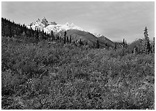 Red tundra shrubs and Arrigetch Peaks in the distance. Gates of the Arctic National Park, Alaska, USA. (black and white)
