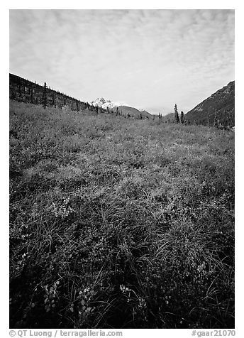 Tundra tussocks and Arrigetch Peaks in the distance. Gates of the Arctic National Park (black and white)