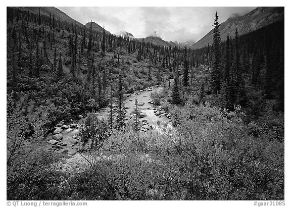 Bright berry leaves, boreal forest, Arrigetch Creek. Gates of the Arctic National Park (black and white)