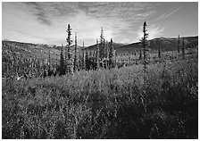 Black Spruce and berry plants in autumn foliage, Alatna Valley. Gates of the Arctic National Park ( black and white)