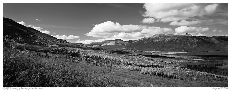 Boreal forest in autumn. Gates of the Arctic National Park (black and white)