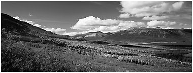 Boreal forest in autumn. Gates of the Arctic National Park (Panoramic black and white)