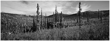 Mountain landscape with berry plants in fall colors, forest, and snow-dusted peaks. Gates of the Arctic National Park (Panoramic black and white)