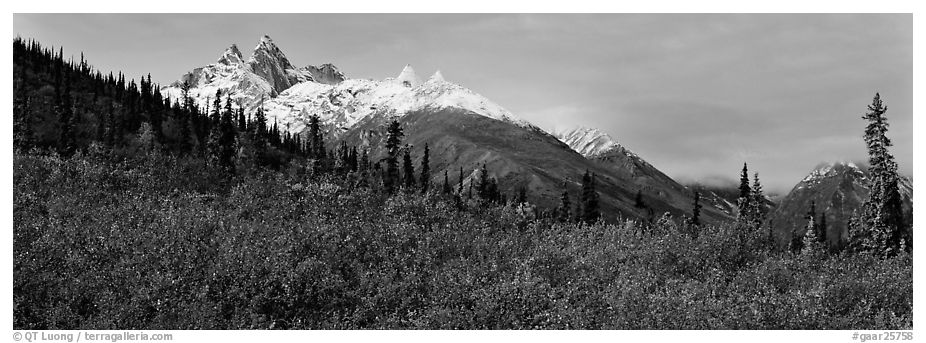 Taiga landscape in the fall. Gates of the Arctic National Park (black and white)