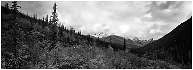 Boreal forest landscape. Gates of the Arctic National Park (Panoramic black and white)