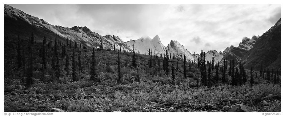 Taiga forest and peaks with fresh dusting of snow. Gates of the Arctic National Park (black and white)