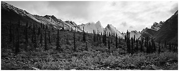 Taiga forest and peaks with fresh dusting of snow. Gates of the Arctic National Park (Panoramic black and white)