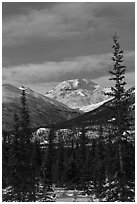 Forest and snowy Brooks Range mountains. Gates of the Arctic National Park ( black and white)