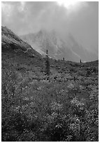 Tundra and Arrigetch Peaks in fog. Gates of the Arctic National Park ( black and white)