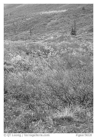 Tundra on mountain side in autumn. Gates of the Arctic National Park (black and white)