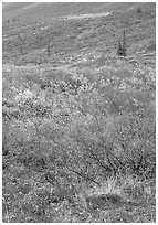 Tundra on mountain side in autumn. Gates of the Arctic National Park ( black and white)