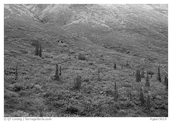 Tundra and spruce trees on mountain side below snow line. Gates of the Arctic National Park, Alaska, USA.