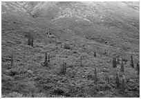 Tundra and spruce trees on mountain side below snow line. Gates of the Arctic National Park, Alaska, USA. (black and white)