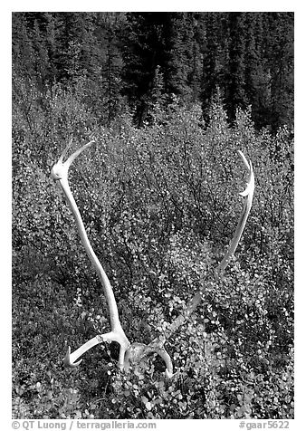 Caribou antlers. Gates of the Arctic National Park (black and white)