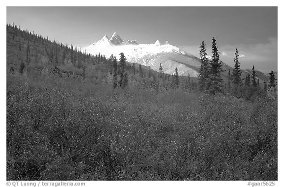 Arrigetch Peaks and tundra from Arrigetch Creek entrance, early morning. Gates of the Arctic National Park (black and white)